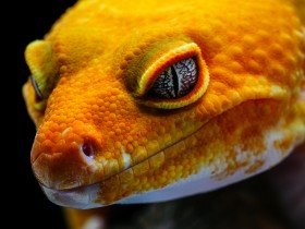 覆盖多个前沿领域!2025年我国牵头制定国际标准275项